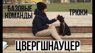 Цвергшнауцер Триша, 1 год. Трюки и базовые команды.  Miniature schnauzer.  Basic tricks