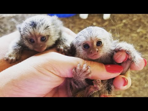 Video: Chú khỉ nhỏ nhất - pygmy marmoset