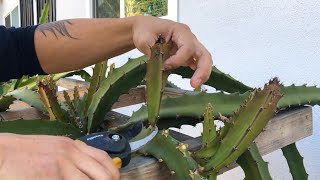 How to Prune New Young Growth Off Dragon Fruit