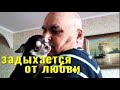 Задыхается от любви к папе. Чихуахуа Пулька и шотландская кошка Буня. 16.11.2021.