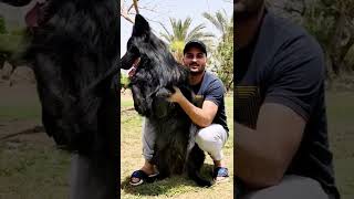 رويال بلاك 🦍❤️