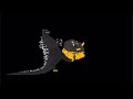 Funny Godzilla Final Wars Vs Anguirus Animation