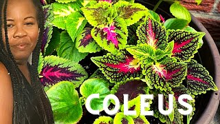 How to grow Coleus from seed/Gardening with Lo ‍