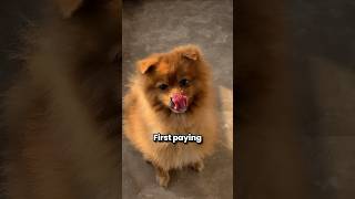 Don't miss the last Grooming Tip for Pomeranian #pomeranian #pomeranianpuppy #pomeraniangrooming