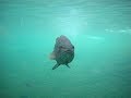 How Largemouth Bass Suck In Their Prey | ScienceTake