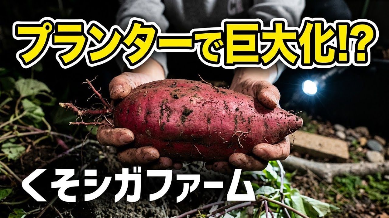 くそシガファームでさつまいも掘り!! プランターでサツマイモ栽培