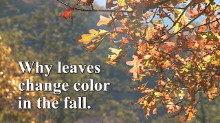 Why leaves change color in the fall