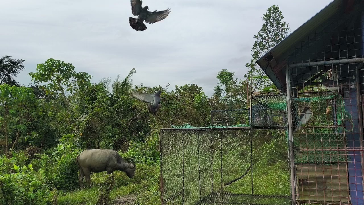 BBC biglang bumilis roxas danggay training 