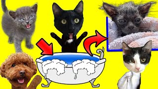 Hora del baño de un gatito de los tres nuevos gatitos con mi perro / Videos de gatos Luna y Estrella