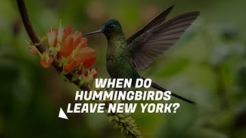 When Do Hummingbirds Leave New York? Discover All You Need To Know