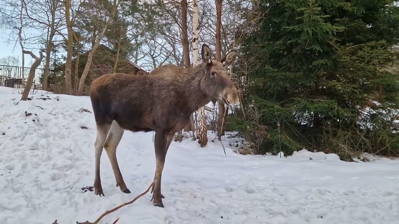 Skansen / Stockholm, January 2026
