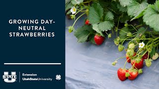 growing day-neutral strawberries