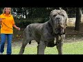 10 Most Powerful Guard Dogs