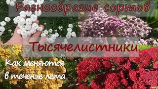 Тысячелистники! Как они меняются в течение лета!