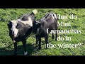 What do we do with our Mini Lamanchas during the winter? (Sacrifice Paddock)