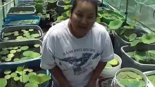 Player Profile How to fertilize water lotus plants