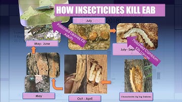Practical EAB Management 2019 Update