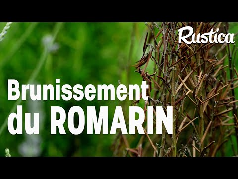 Vidéo: Pourquoi les feuilles de romarin brunissent ?