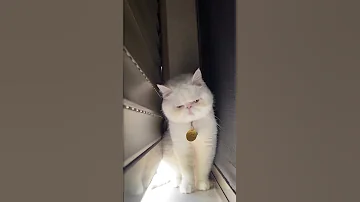 شبر ونص و عاملة مشاكل Fyb Cats Viral Cat Catlover Catsworld Cutecat Catvideo Instareels 