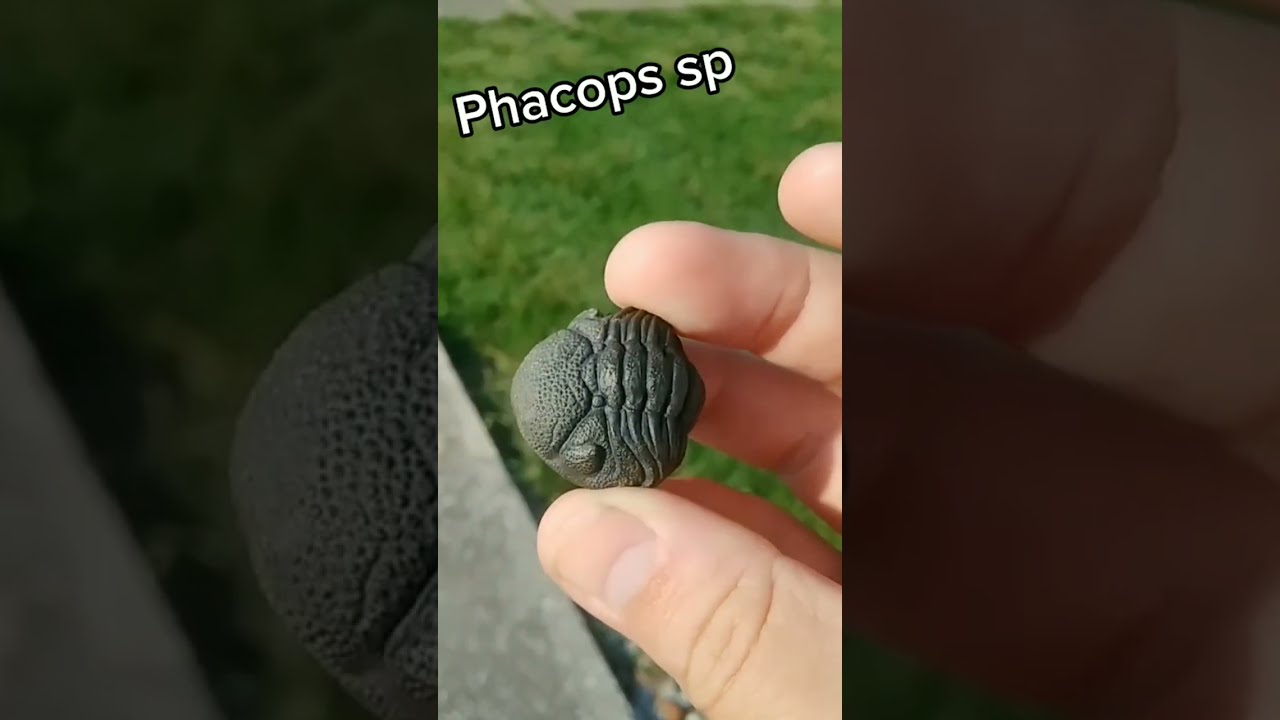 Phacops sp Trilobite May Well Take Your Breath Away