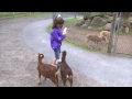MARISSA GETS CHASED BY BABY GOATS AT DEER PARK - JUNE, 2011 - WATCH IN HD