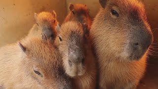 okay i pull up (capybara) Resimi