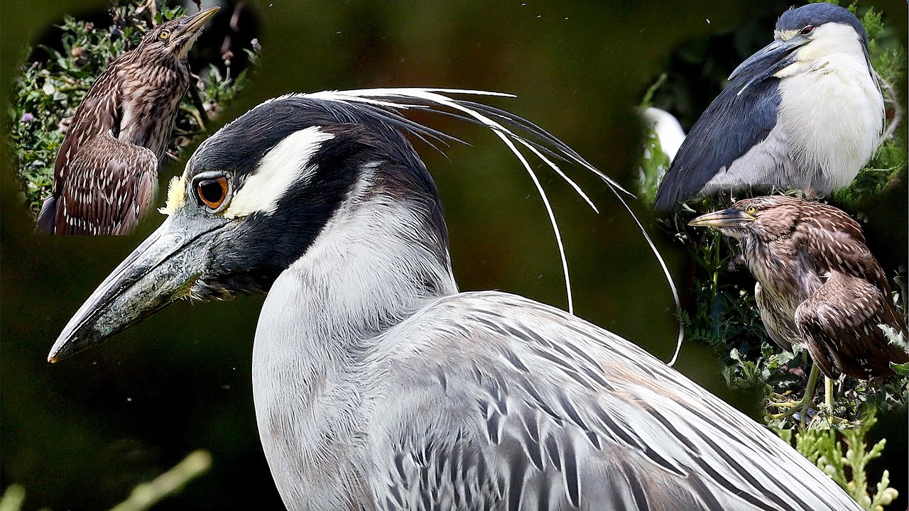 Herons | The Ocean City, NJ and York, PA Bird Rookery - YouTube