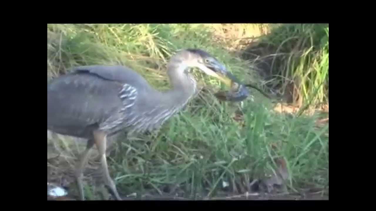 Heron eating chipmunk alive! - YouTube