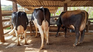 Qual é o lucro de 3 vacas leiteiras ? Com produção de 60 litros/Dia.