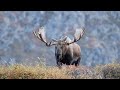 Is this a 70" Bull Moose?