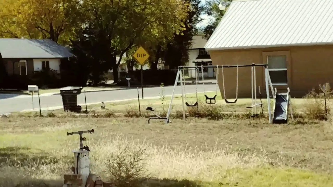 Random Prairie hawk in City