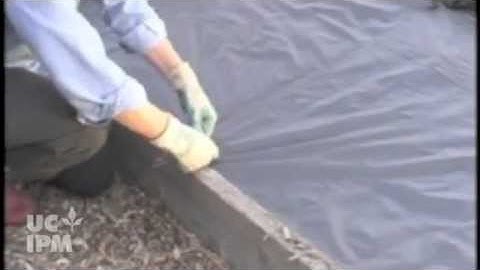 Weed control using landscape fabric and mulch - UC IPM
