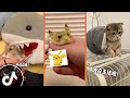 [抖音]Best Satisfying Videos with Cute Animals /Best Tik Tok Videos /China Tik Tok! / Duiyin, China