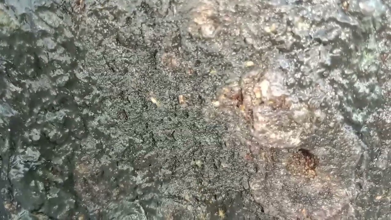 اب پاکستان میں بھی خطرناک چیونٹیاں پائی جانے لگی