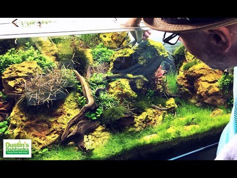 amazing-planted-aquariums---aquarium-design-group.-aquascaping-masters