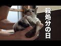 殺処分された母猫、そして子猫の殺処分が行われる日。【保護猫】