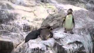 A Bully Penguin Video