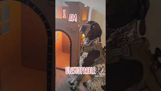 German Shorthaired Pointer puppy Sia Unstoppable COVER....#shorts #ytshorts #dog #gsp #gsd #viral