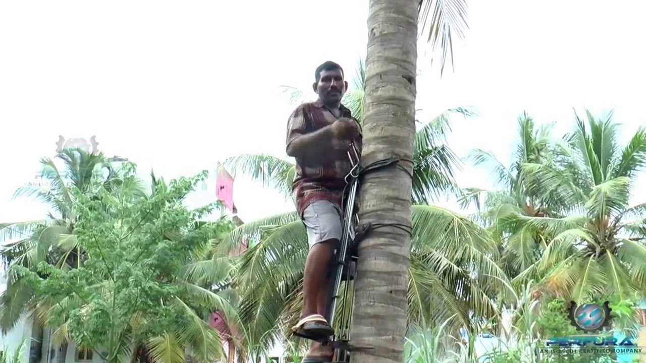 coconut tree climber youtube