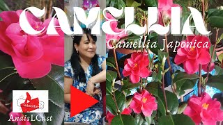 CAMELLIA (WINTER ROSE)