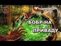 Ловля бобра на "зелье" КП-250,320. Hunting for beaver.