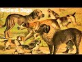 10 Most Ancient Dog Breeds On Earth 3