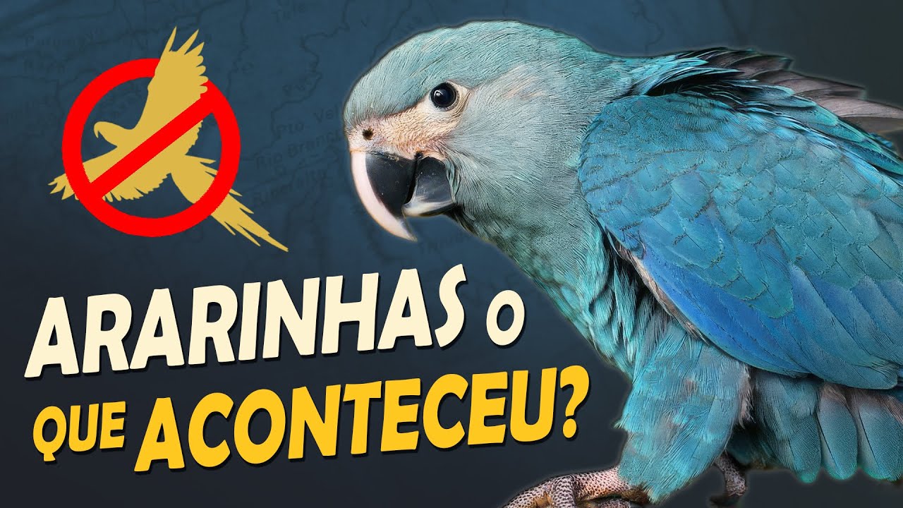 ARARINHAS-AZUIS reintroduzidas na Caatinga: O QUE ACONTECEU? Surto de Vírus?