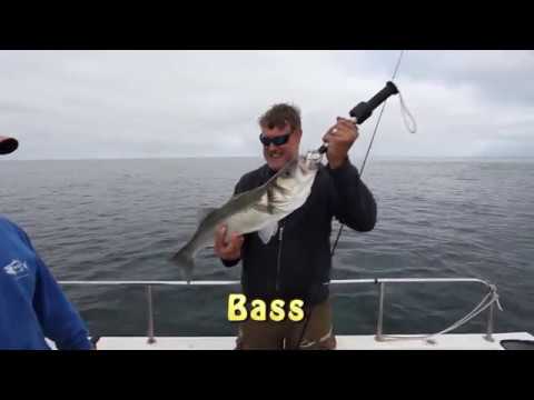 Dave Barham's Bass