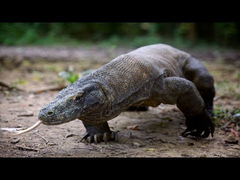 Video: Mogu li Komodo zmajevi jesti ljude?