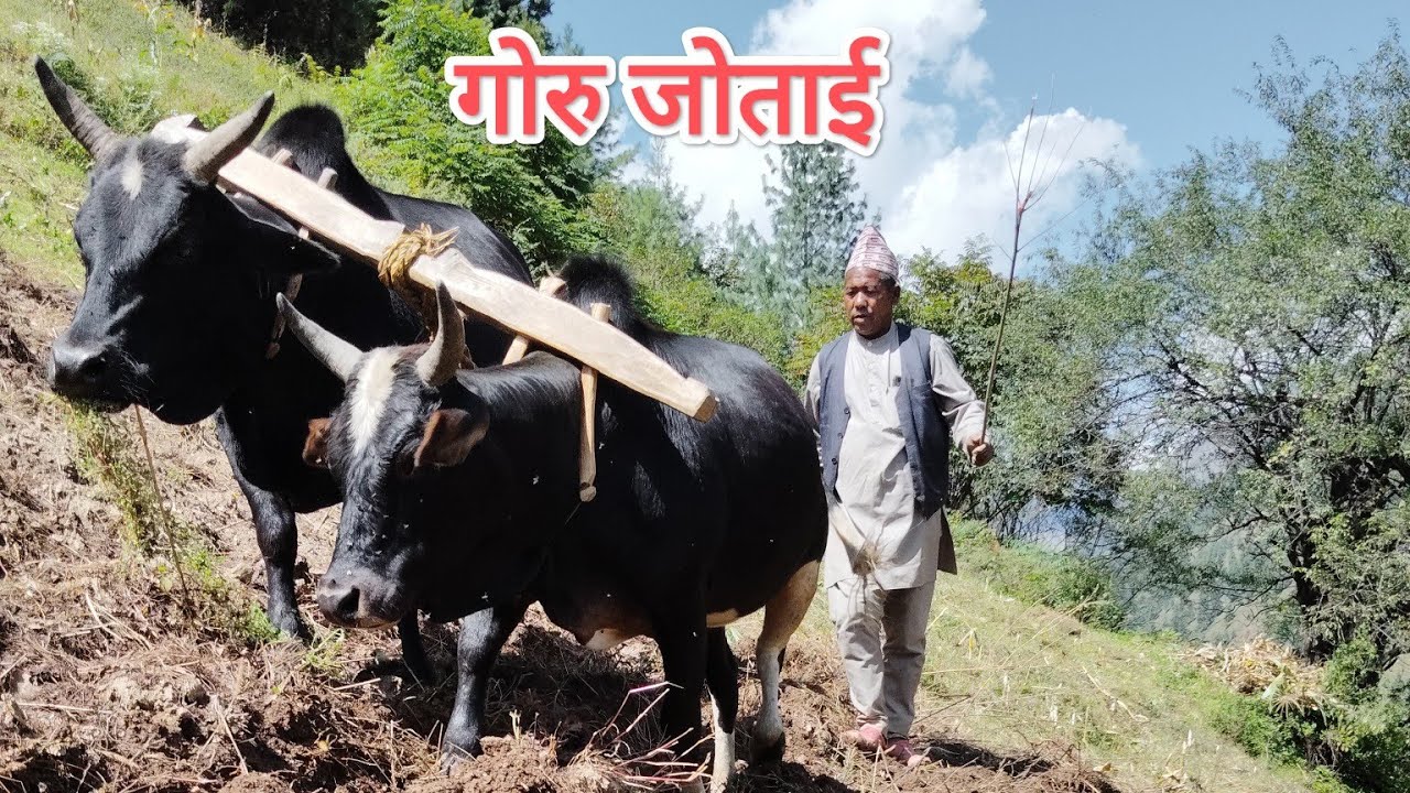 Aajako halo jotai😀