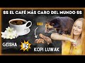 Batalla por el caf ms caro del mundo kopi luwak vs geisha  no creers el precio