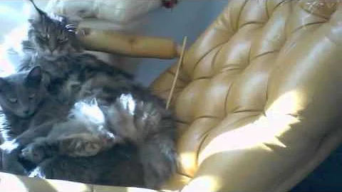 Watch the video about Maine coon i rosyjski niebieski na fotelu (maine coon and russian blue on the chair)