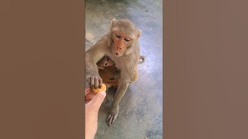 monkey said thank you #shorts