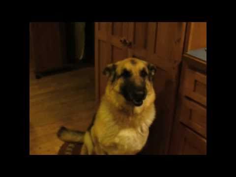 funny-talking-dog